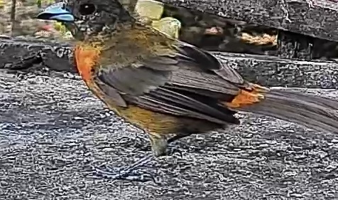 Flame-rumped Tanager