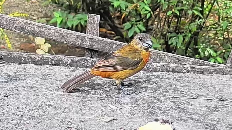 Passerini's tanager