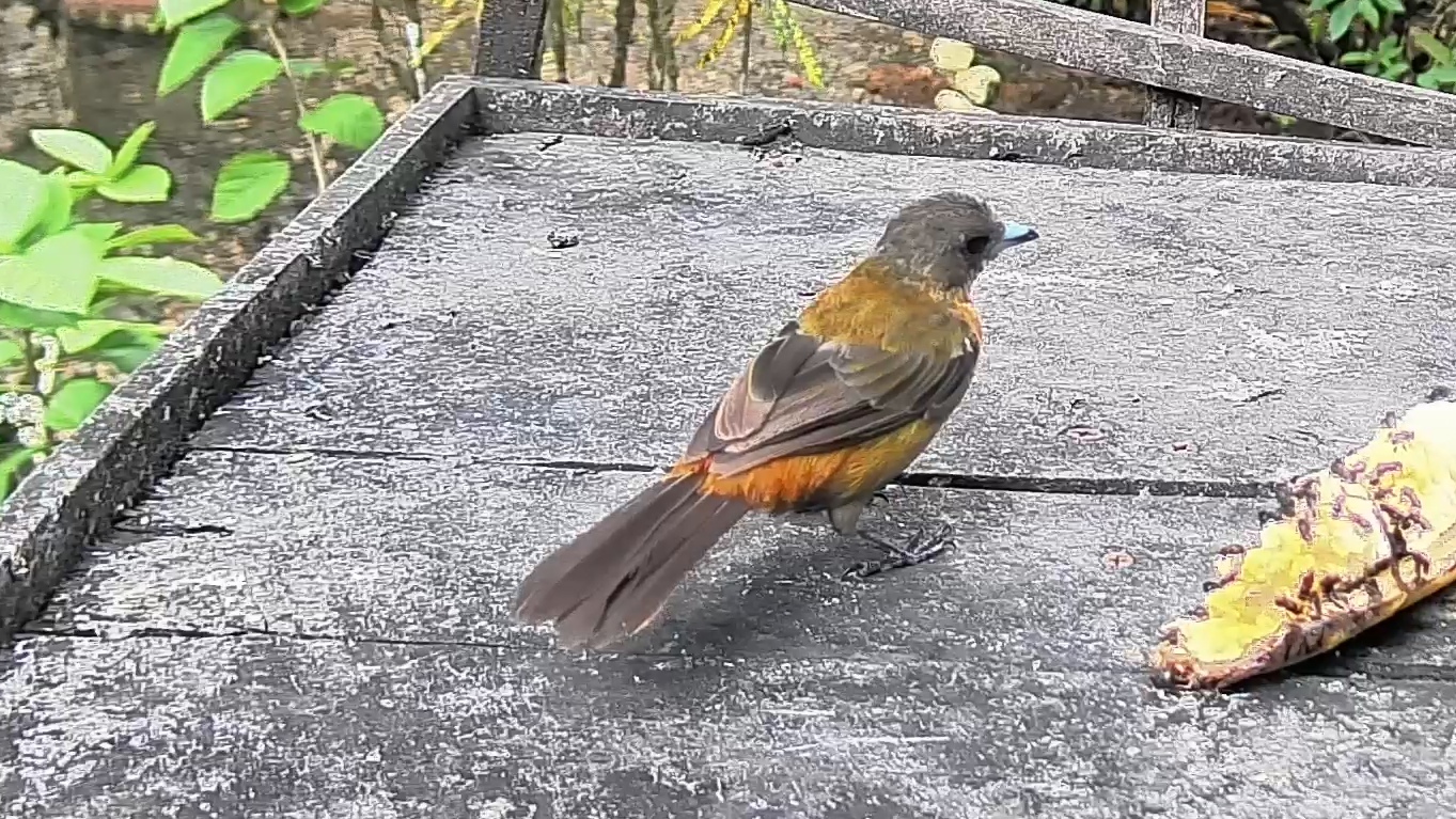 Passerini's tanager