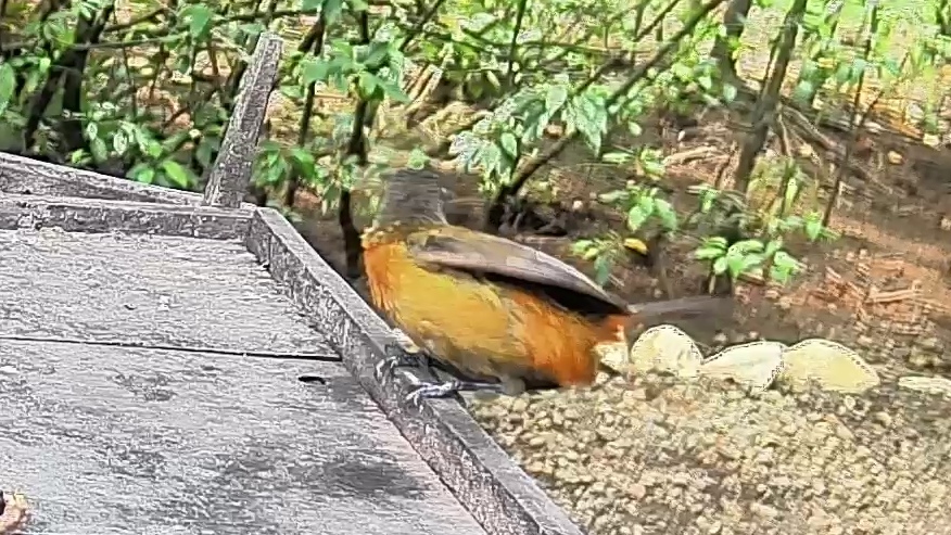 Passerini's tanager
