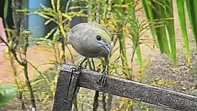 Palm tanager