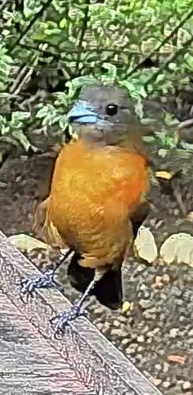 Passerini's tanager