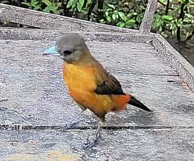 Passerini's tanager