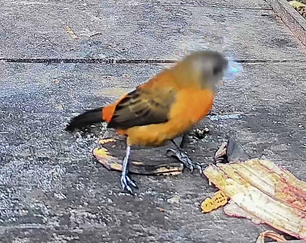 Passerini's tanager