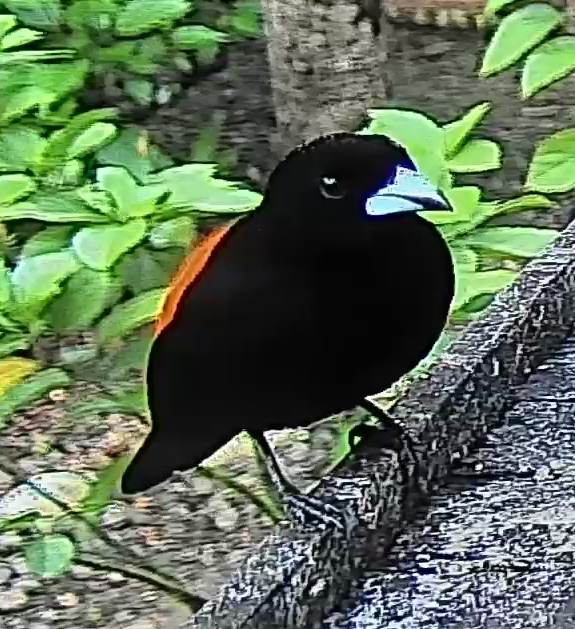 Chestnut munia