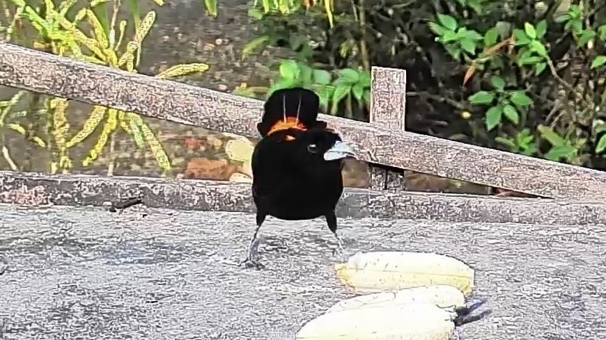 Tawny-crested tanager