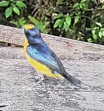 Yellow-throated Euphonia