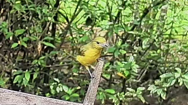Thick-billed euphonia