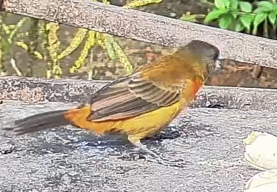 Passerini's tanager