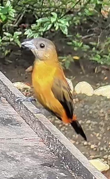 Passerini's tanager