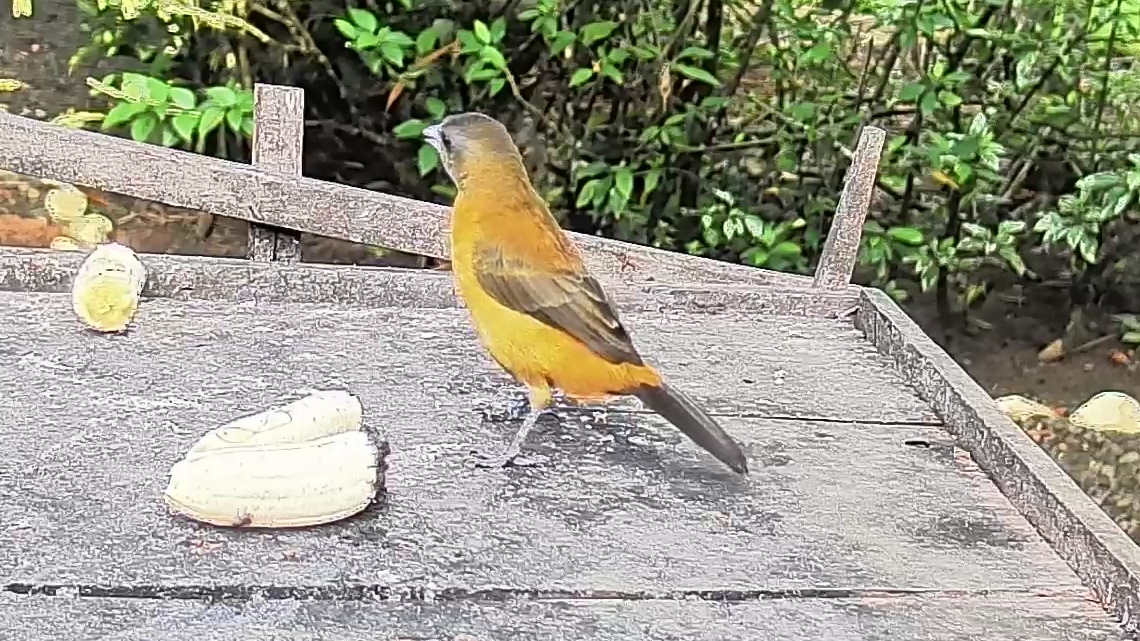 Passerini's tanager