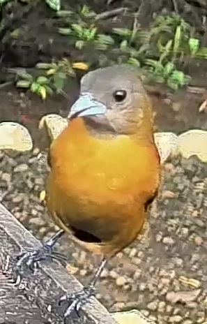 Passerini's tanager