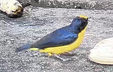 Spot-crowned Euphonia