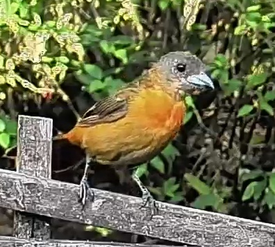 Flame-rumped Tanager