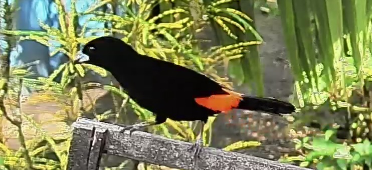 Flame-rumped Tanager