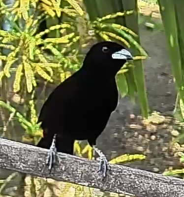 Flame-rumped Tanager
