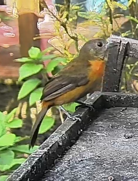 Passerini's tanager