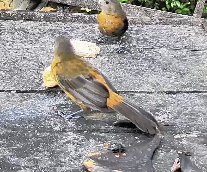 Passerini's tanager