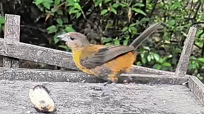 Passerini's tanager