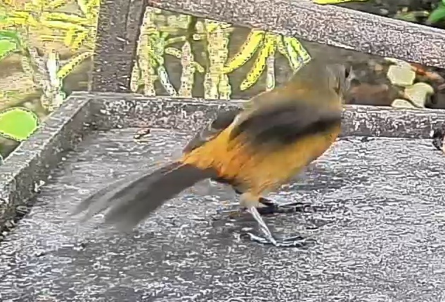 Passerini's tanager