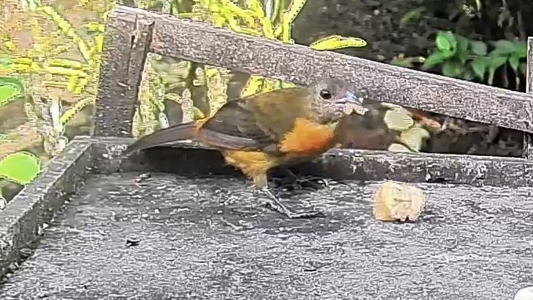 Passerini's tanager