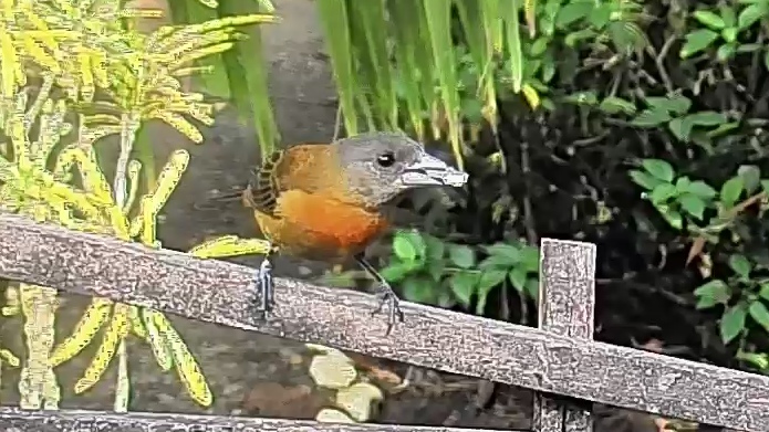 Passerini's tanager