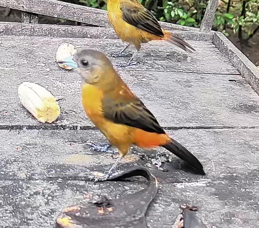 Passerini's tanager