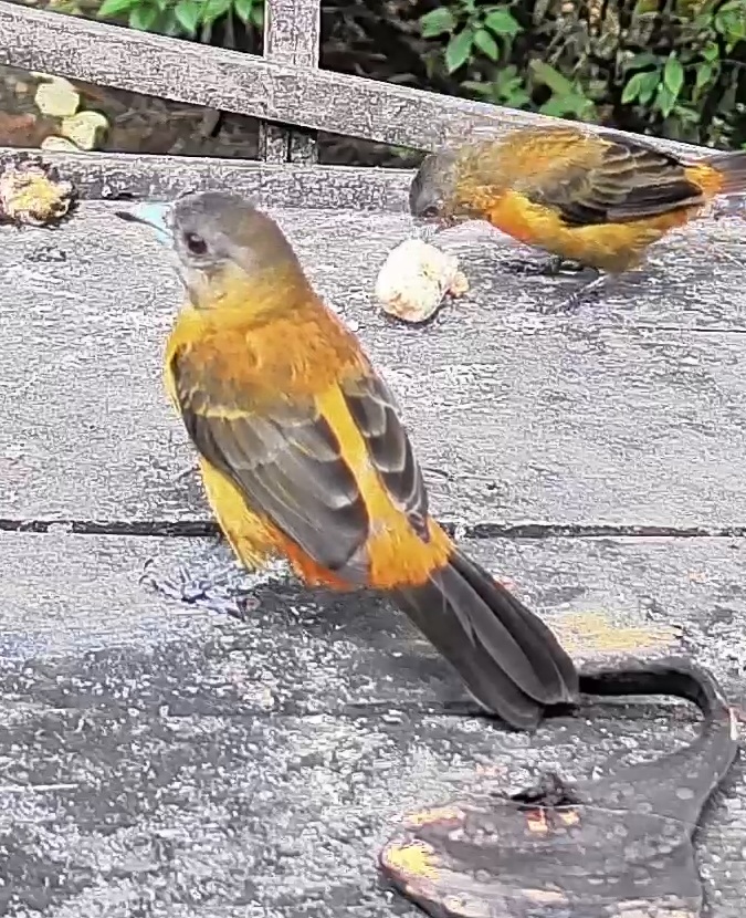 Passerini's tanager