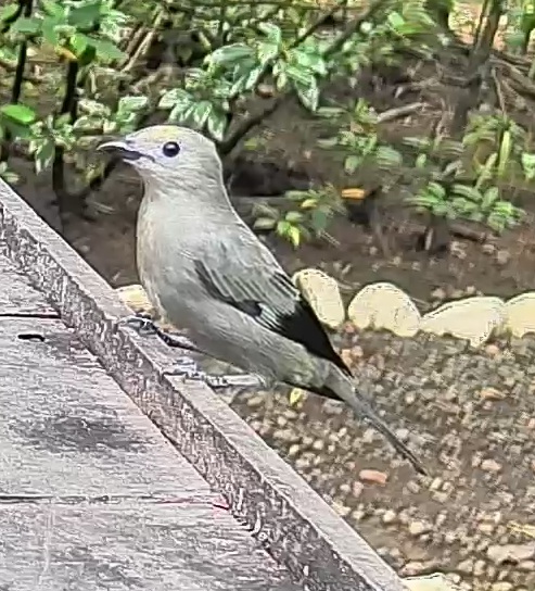 Palm tanager