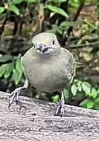 Palm tanager