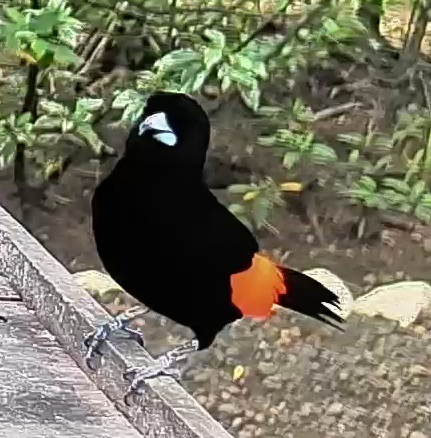 Flame-rumped Tanager