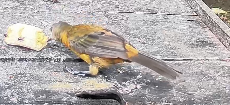 Passerini's tanager
