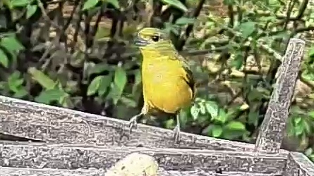 Thick-billed euphonia