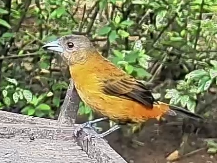 Passerini's tanager