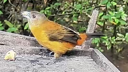 Passerini's tanager