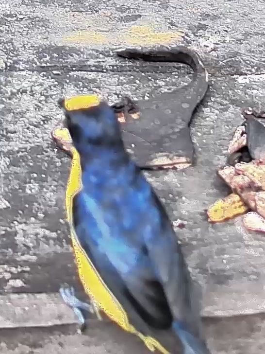 Yellow-throated Euphonia