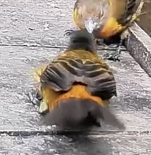 Passerini's tanager