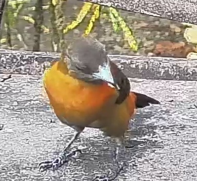 Flame-rumped Tanager
