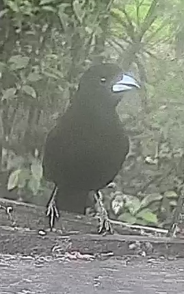 Violaceous Coucal
