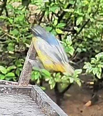Olive-backed euphonia
