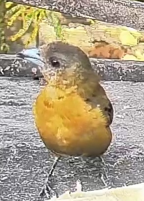 Flame-rumped Tanager