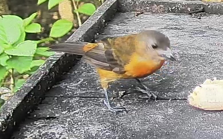 Passerini's tanager