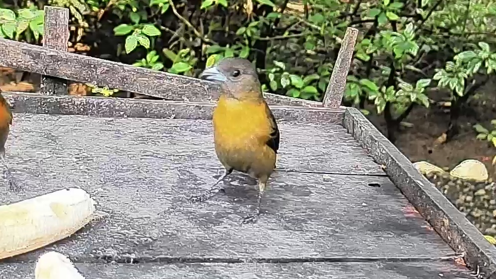 Flame-rumped Tanager