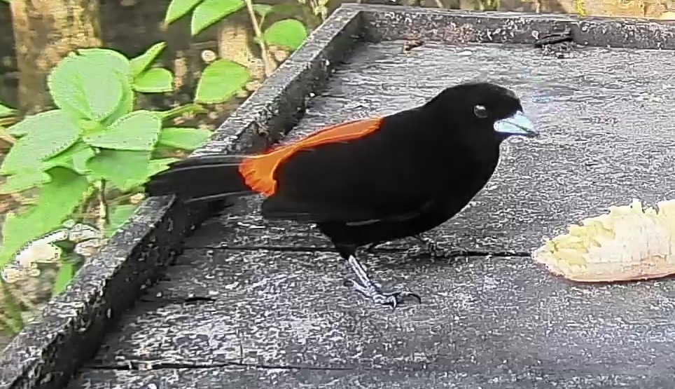 Passerini's tanager
