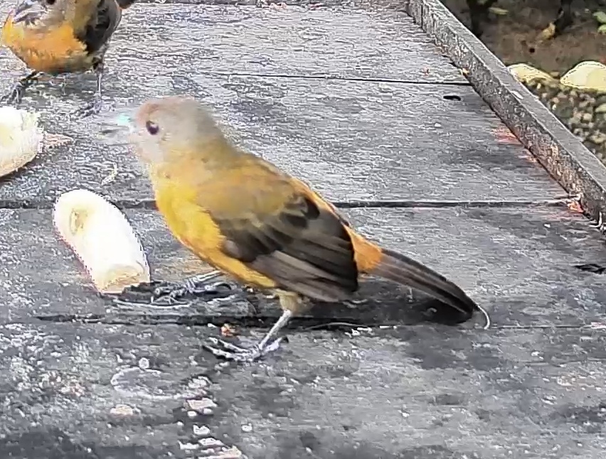 Passerini's tanager