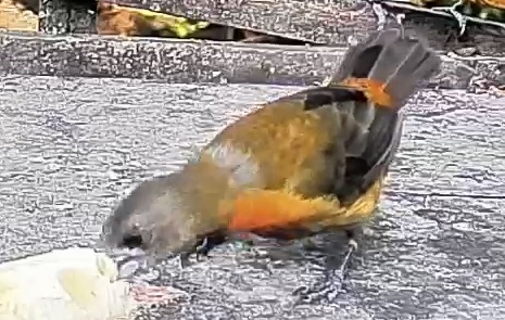 Passerini's tanager