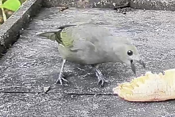 Palm tanager