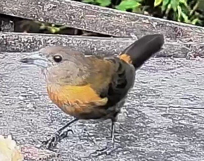 Passerini's tanager