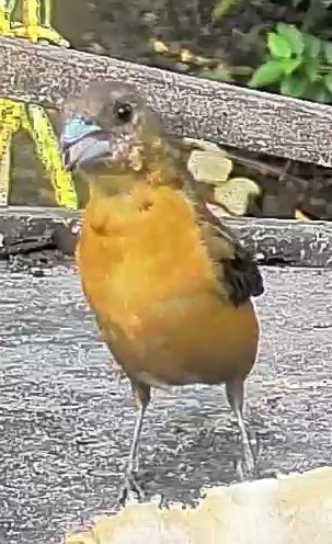 Flame-rumped Tanager