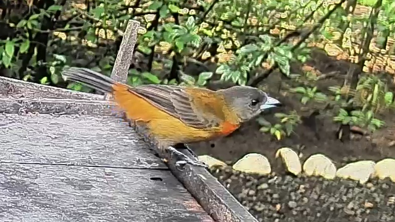 Flame-rumped Tanager